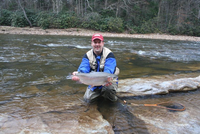 rainbow trout