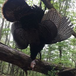 Michael Poor-Arkansas Land Realtor hunting turkeys