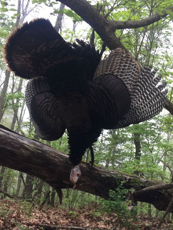 Michael Poor-Arkansas Land Realtor hunting turkeys