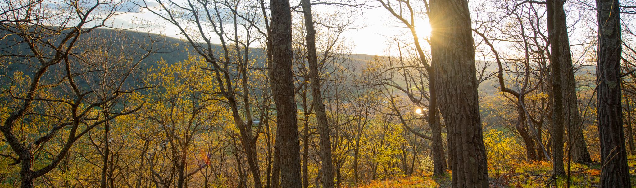 Kirk Price Whitetail Properties