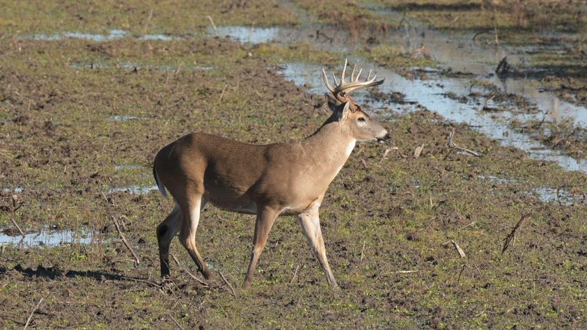 whitetail deer in forage