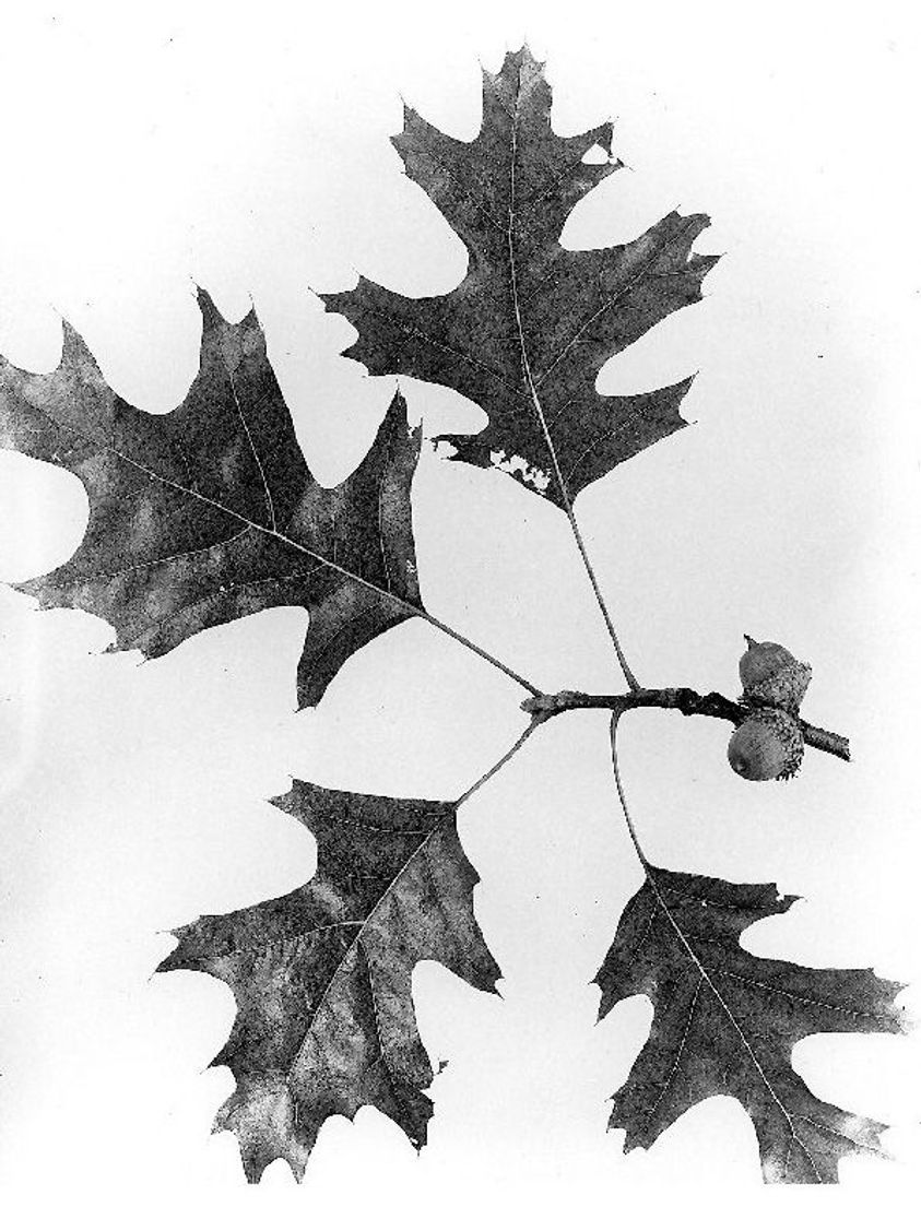 Black Oak leaf