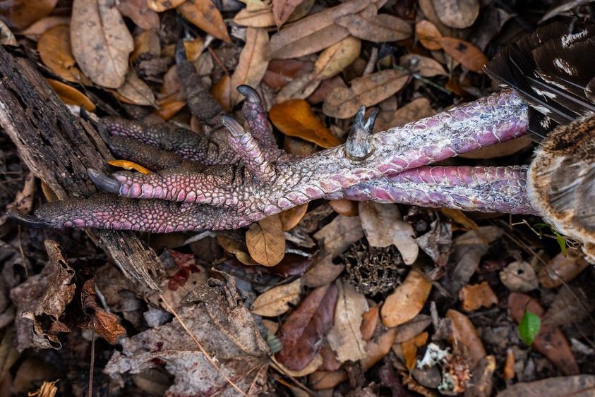 ADVANCED_TURKEY_HUNTING_TACTICS_8