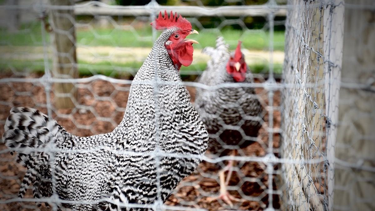 Yard Chickens 101 Whitetail Properties