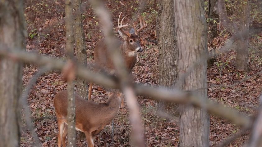 Terrain-Deer-Hunting-2