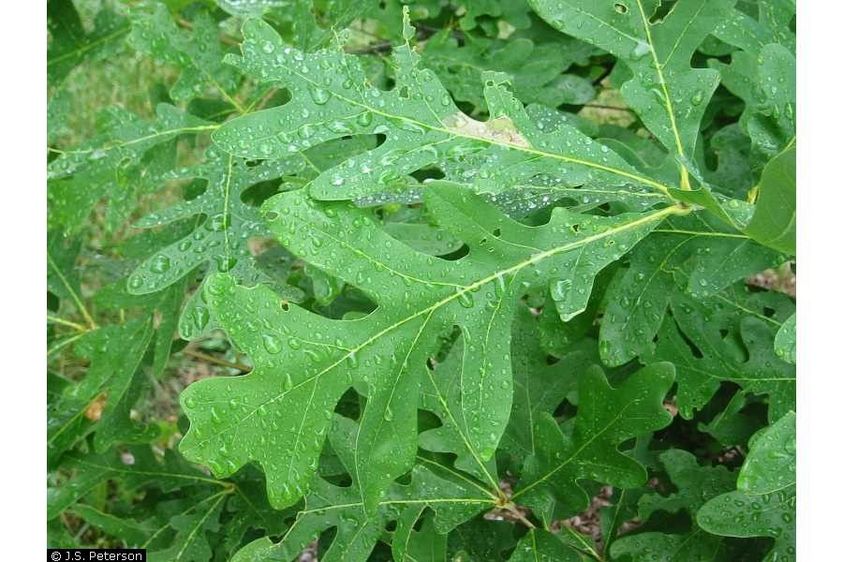 White Oak leaves