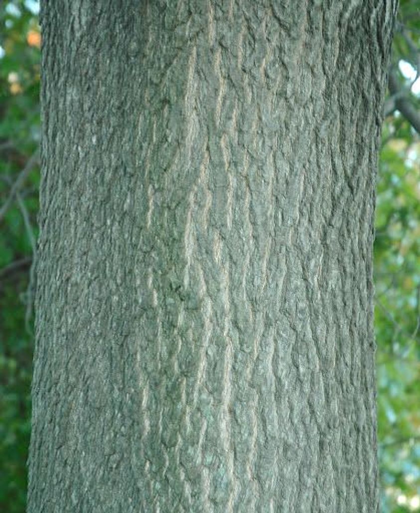 Pin Oak bark