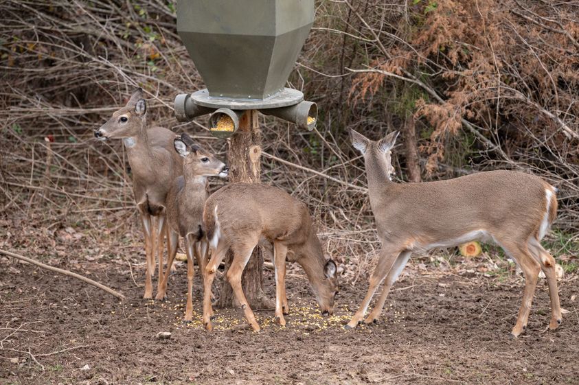 Whitetail-Properties-Deer-Feeders-4