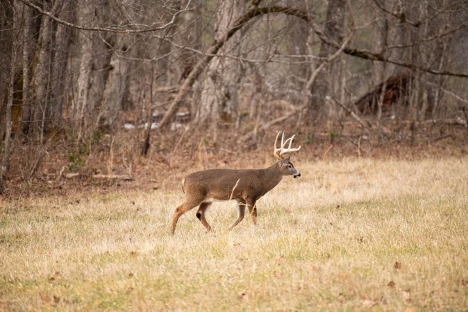 Flanking Fire  National Deer Association