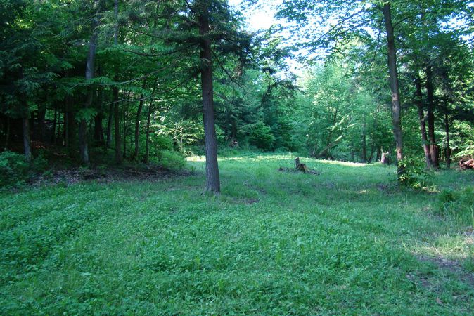 10 Keys to the Poor Man’s Food Plot