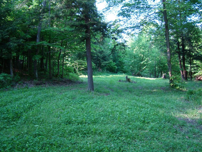 10 Keys to the Poor Man’s Food Plot