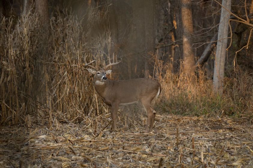 Guide to Understanding Deer Bedding Behavior-3