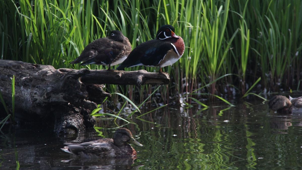 Missouri Duck Hunting | Whitetail Properties