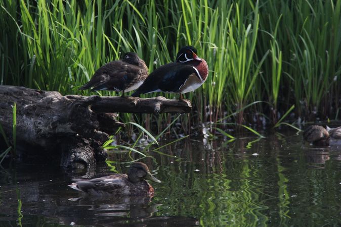 Missouri Duck Hunting Land For Sale