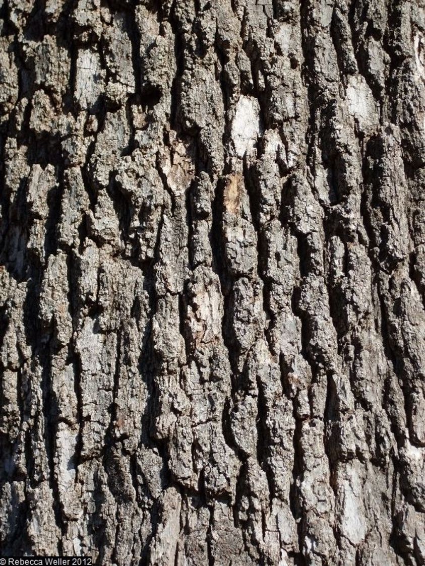 Burr Oak bark