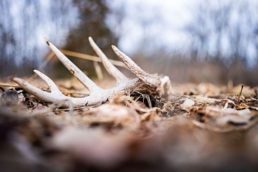 Shed-Hunting-Guide-6