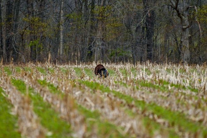 ADVANCED_TURKEY_HUNTING_TACTICS_1