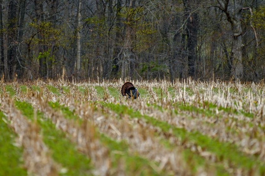 ADVANCED_TURKEY_HUNTING_TACTICS_1