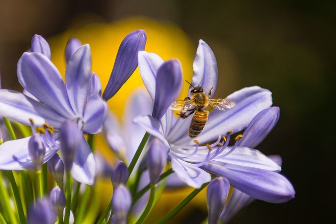 How to Increase Your Local Bee Population