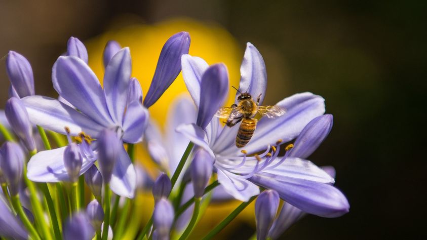 How to Increase Your Local Bee Population