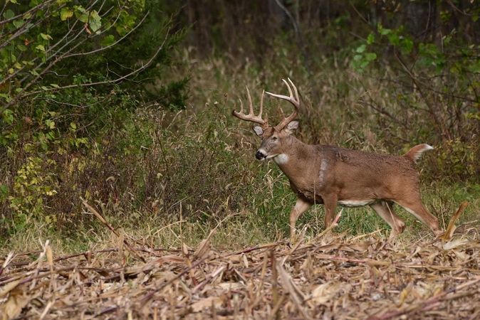 Where to Hunt During the Rut