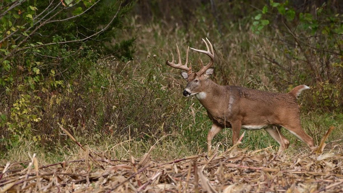 5 Questions About Where To Hunt During The Rut | Whitetail Properties