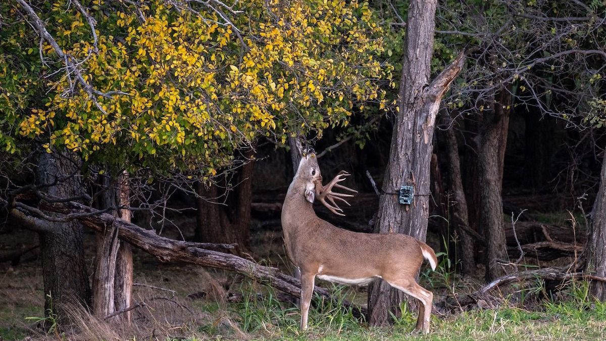 The Truth About Antler Timing the Rut and Whitetail Glands Whitetail Properties