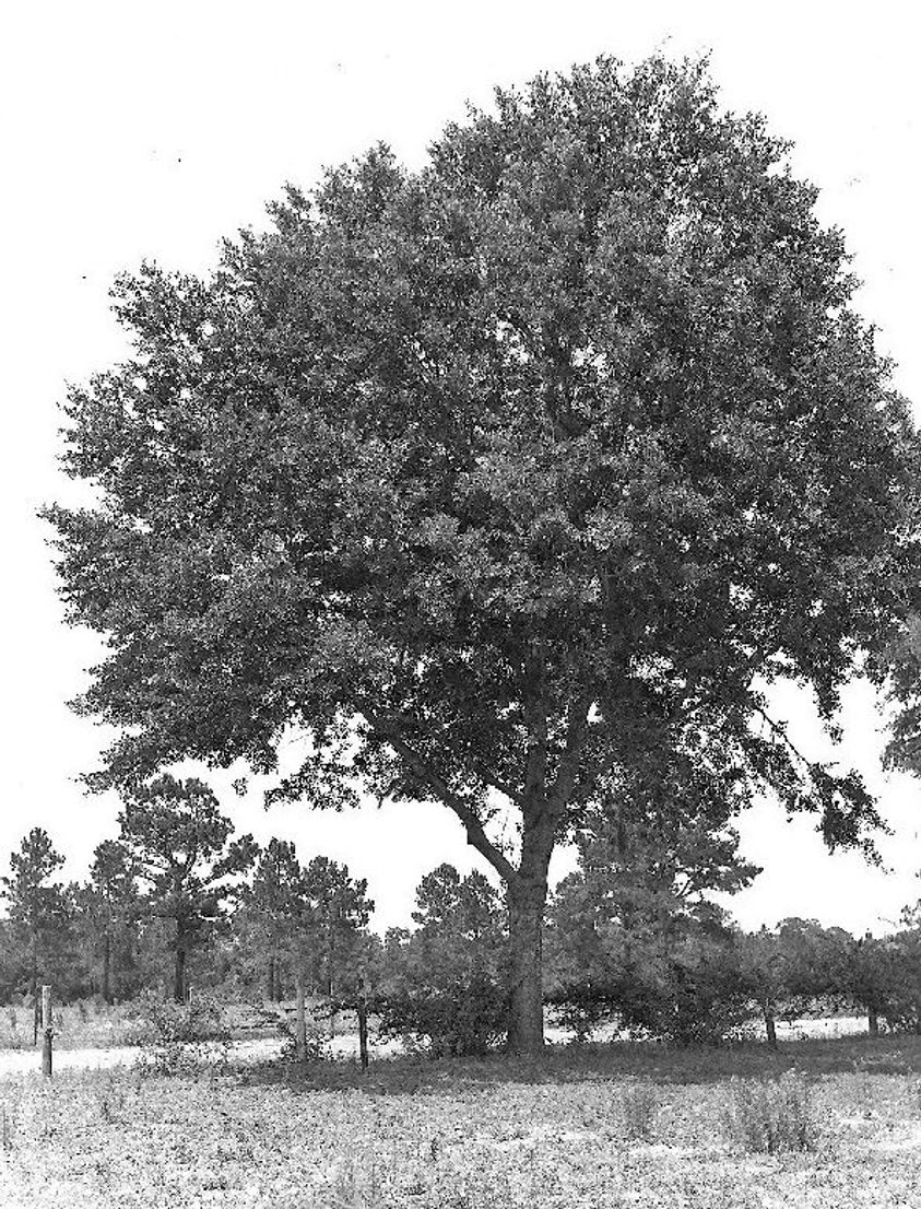 Water Oak