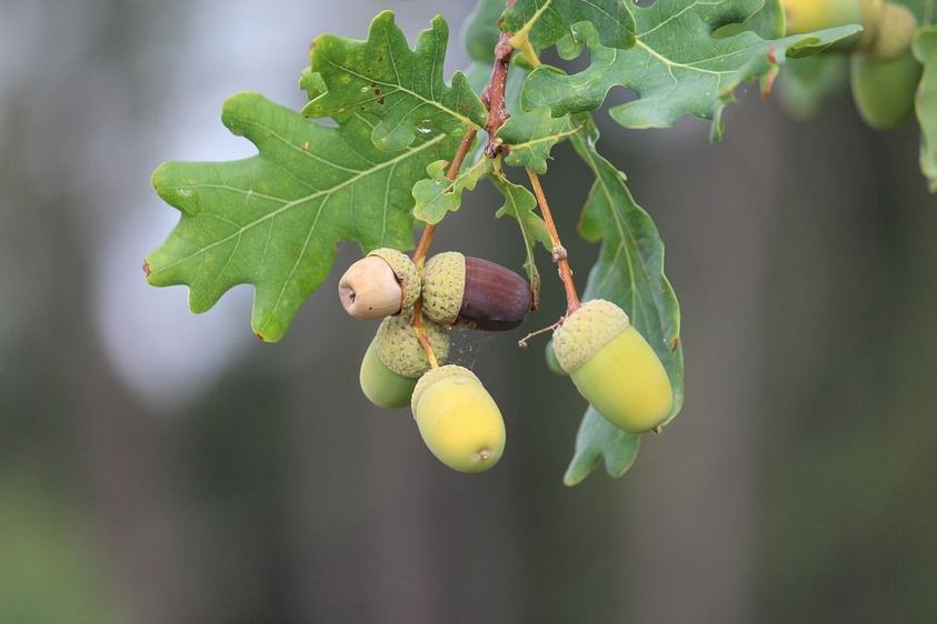 Oak Trees