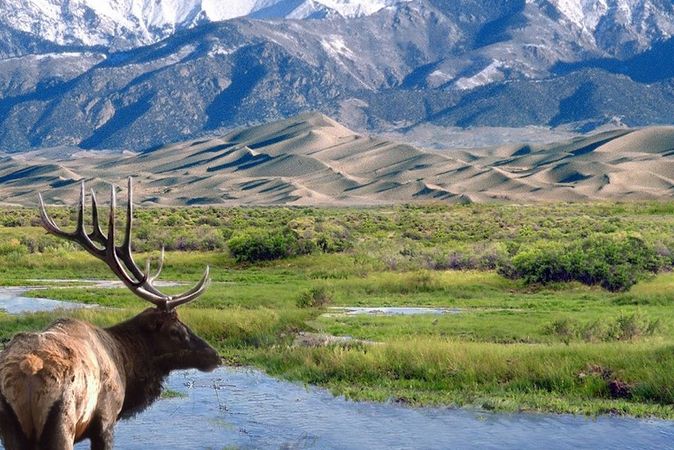 great-sand-dunes-np-bull-elk-nps-photo