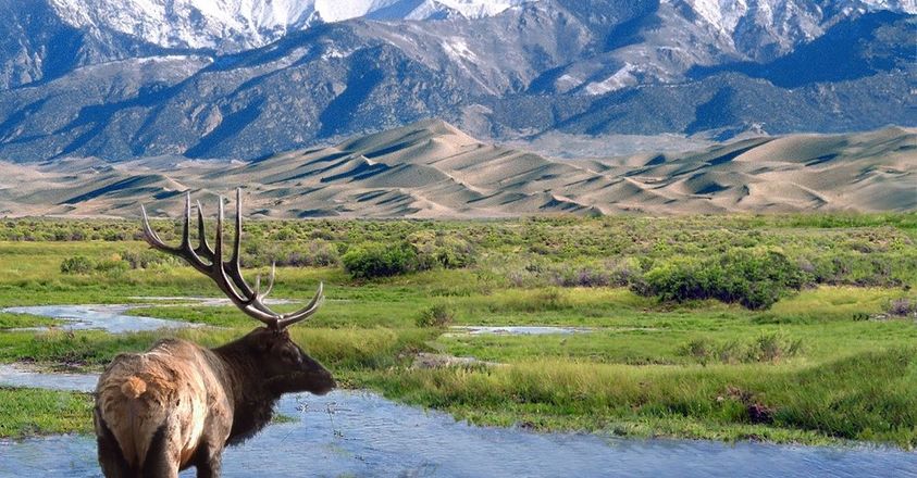great-sand-dunes-np-bull-elk-nps-photo