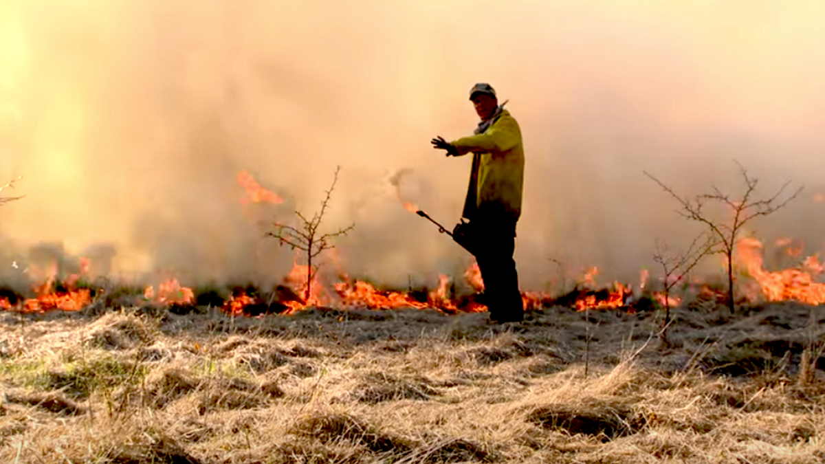 Q&A How To Conduct a Controlled Burn on Your Property Whitetail