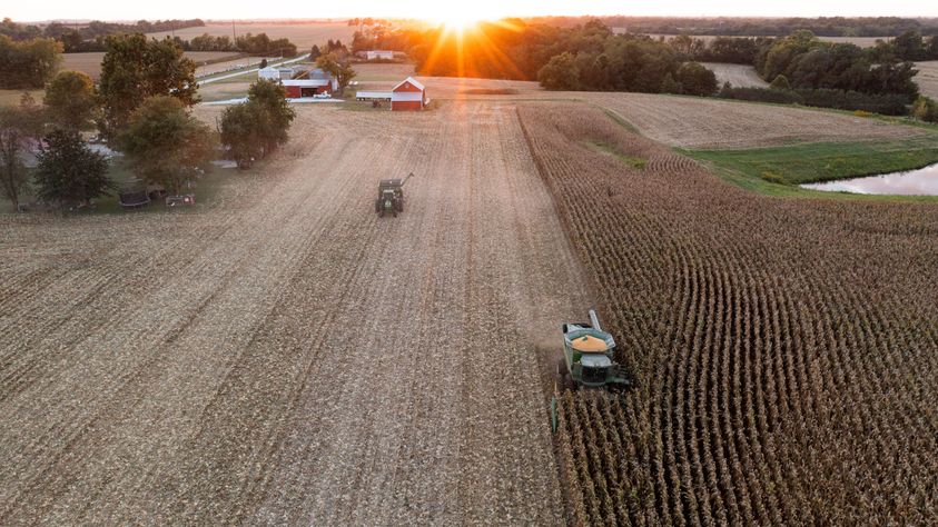 Corn Harvest-4