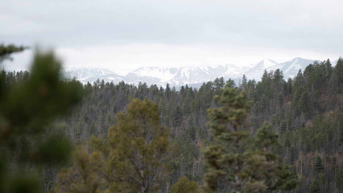 How to Determine the Quality and Value of Timber On Your Property