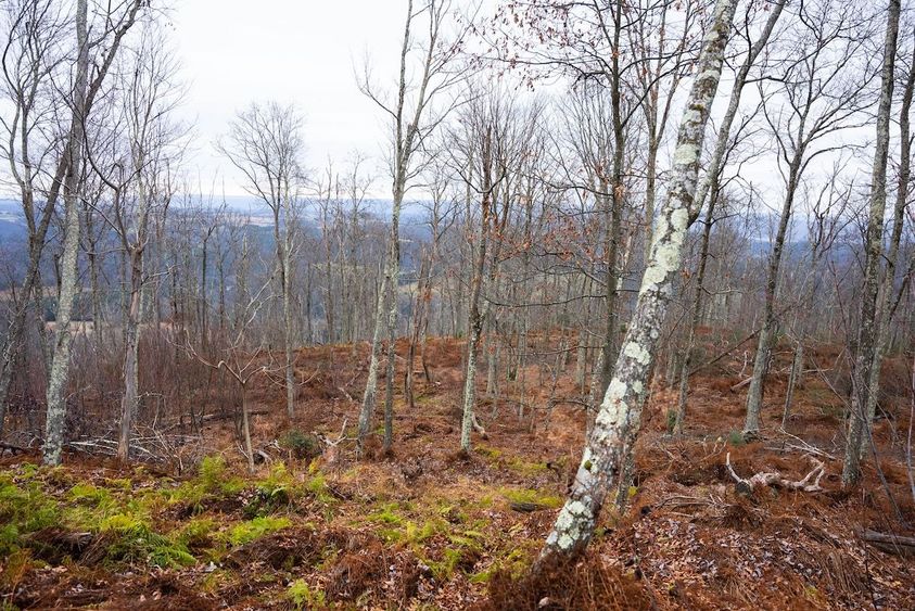 Terrain-Deer-Hunting-9