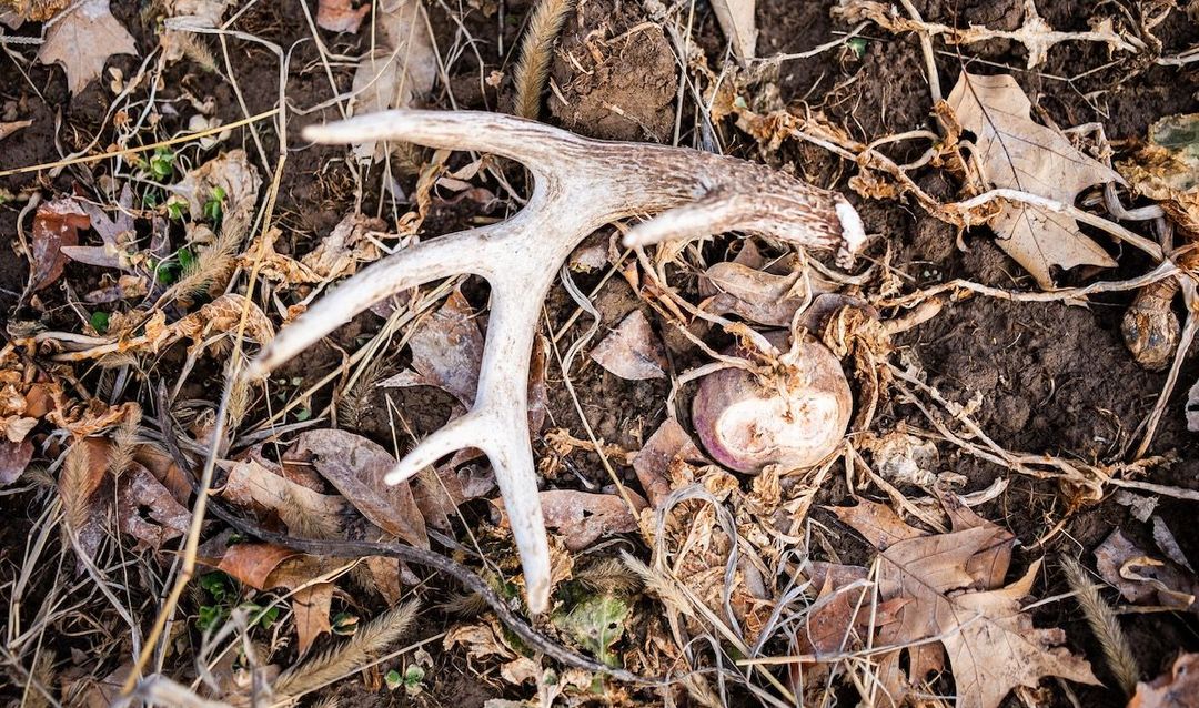 Shed-Hunting-Guide-1