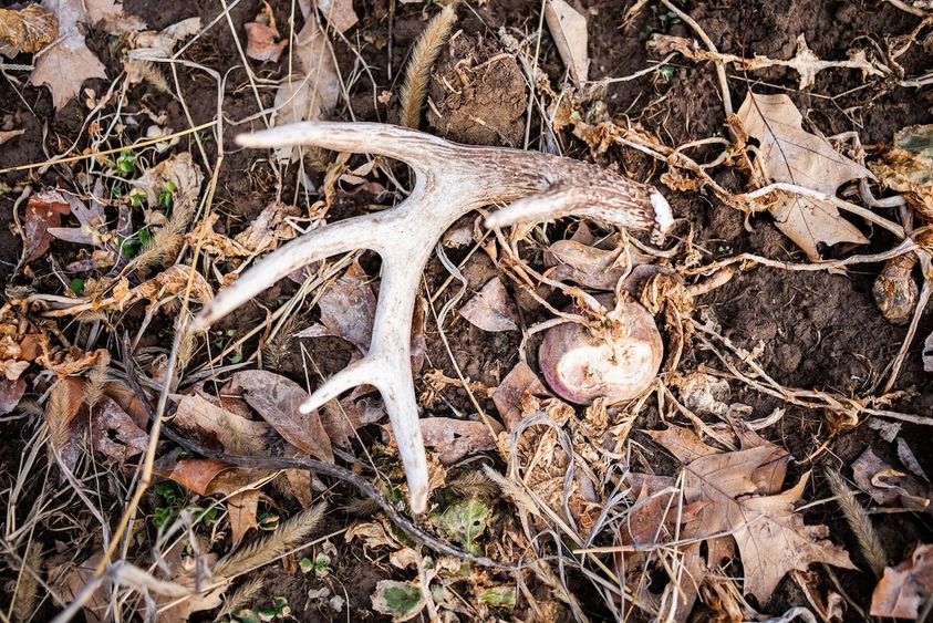 Shed-Hunting-Guide-1