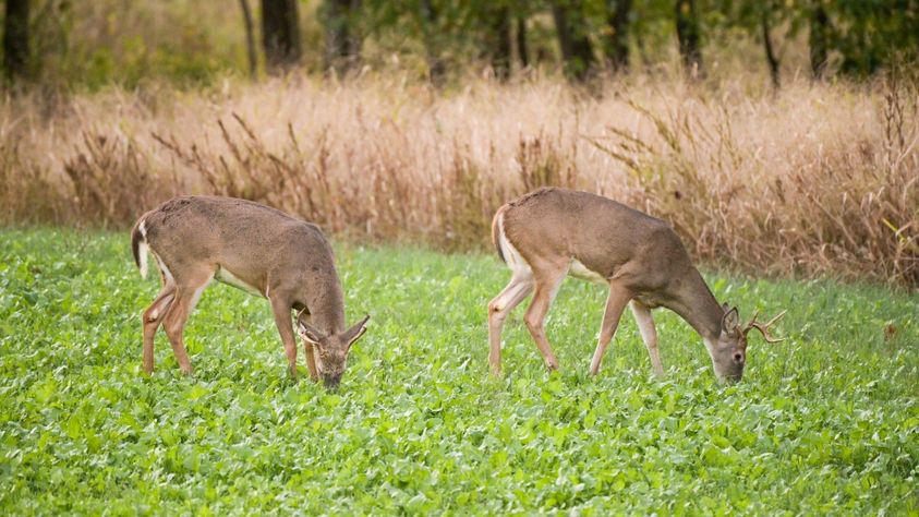 late-season food source