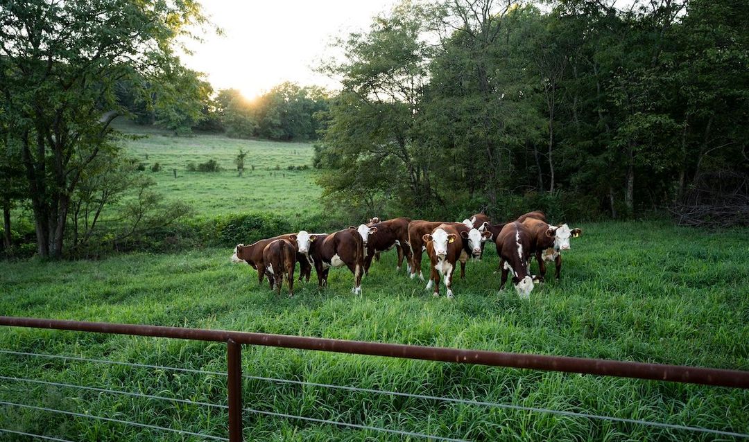 Profitable-Pastures-1