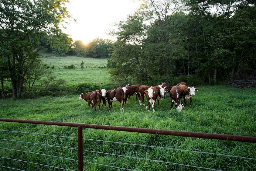 Profitable-Pastures-1