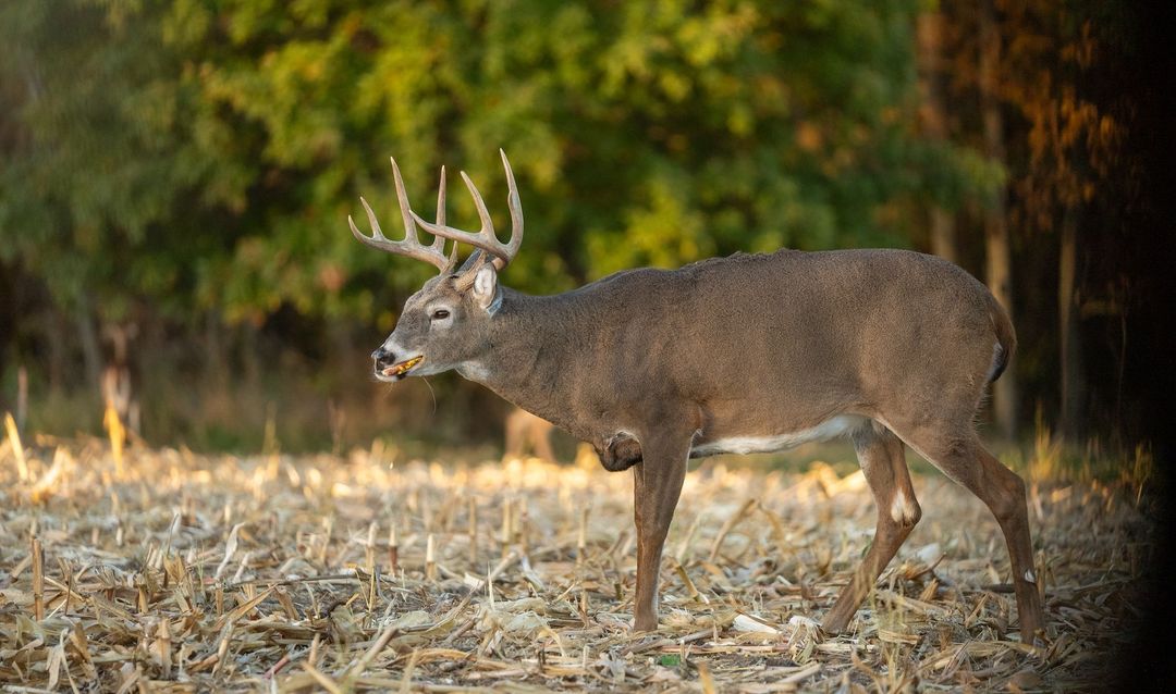 Evening Hunts_ Take Advantage of Whitetail Deer Feeding Patterns-1