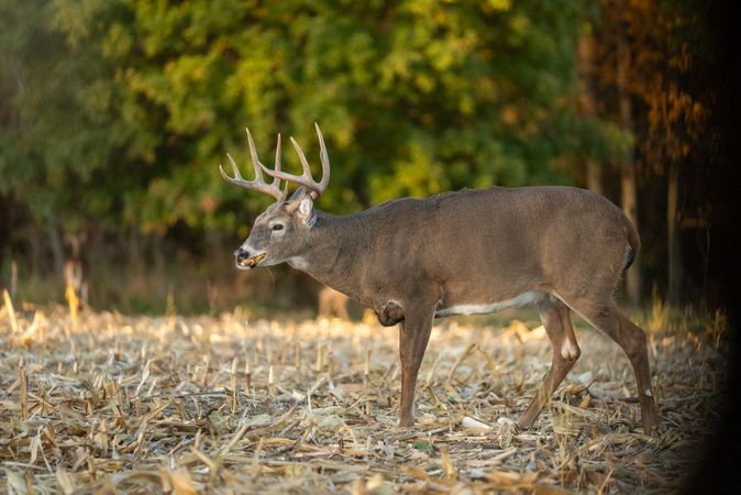 Evening Hunts_ Take Advantage of Whitetail Deer Feeding Patterns-1