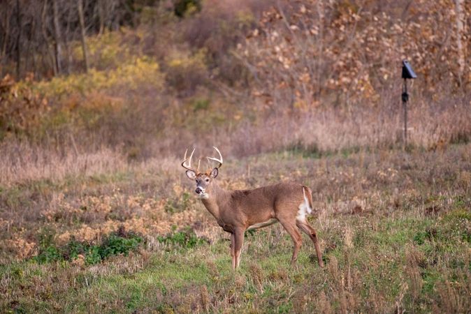 fall whitetail deer hunting