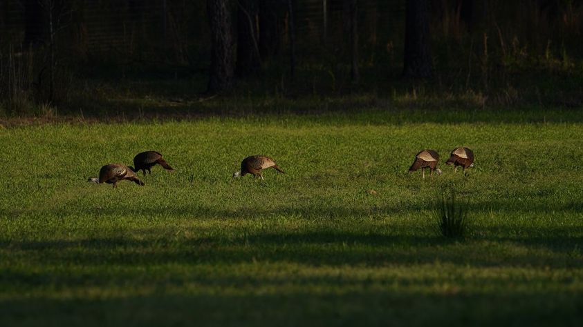 ADVANCED_TURKEY_HUNTING_TACTICS_7