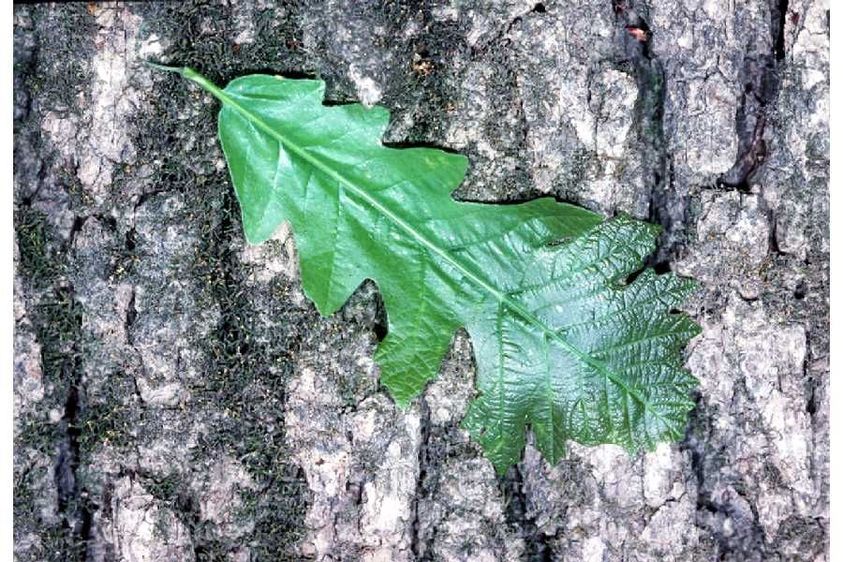 Burr Oak leaves
