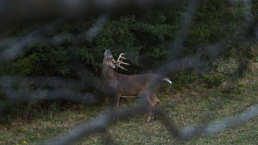 Terrain-Deer-Hunting-11