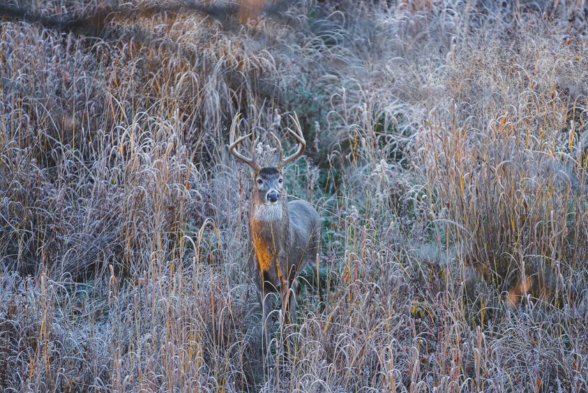 Guide to Understanding Deer Bedding Behavior-5