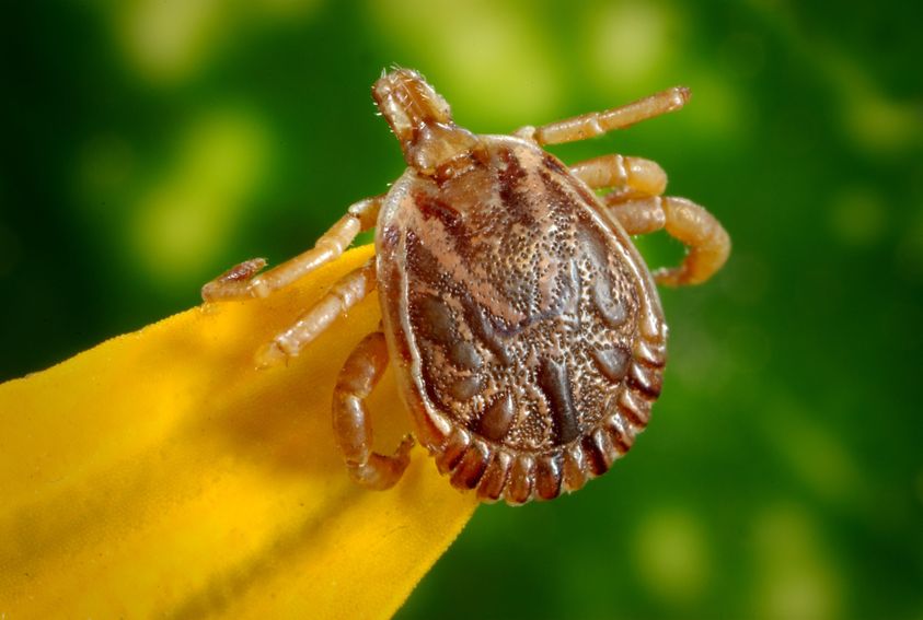 How to Avoid Tick Bites in the Outdoors
