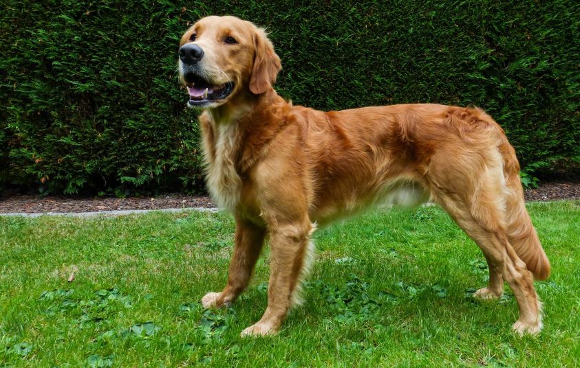 Golden Retriever