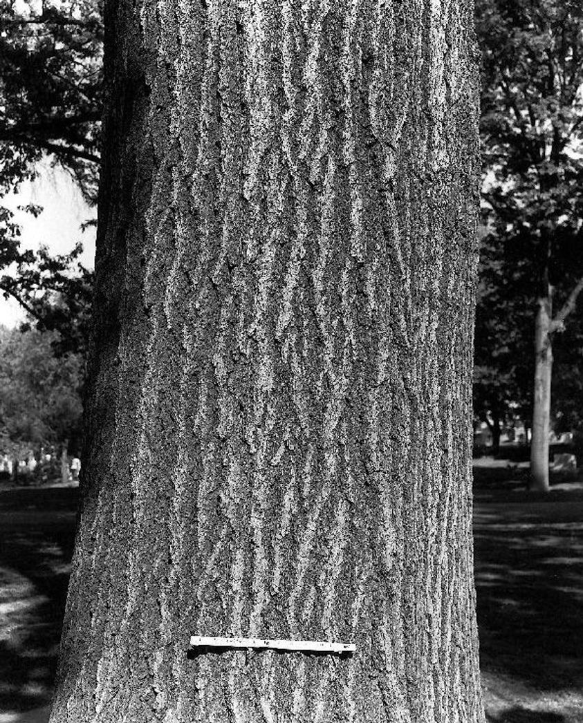 Northern Red Oak bark